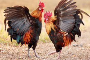 What to do if the roosters fight among themselves and how to prevent aggression