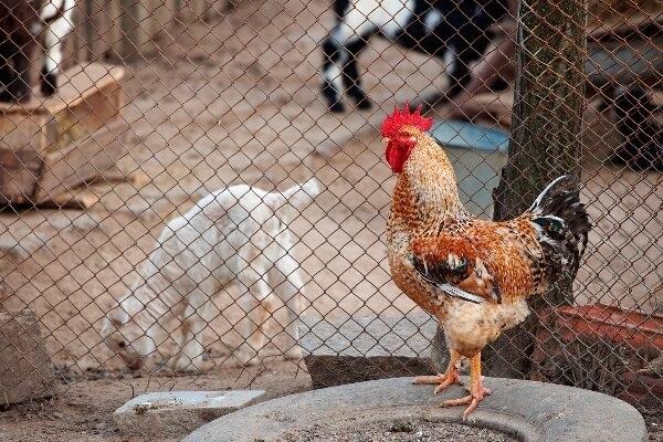 live behind a cage