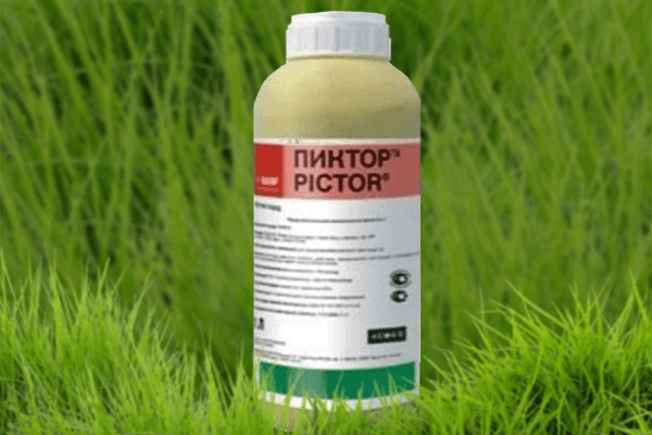 fungicide Pictor