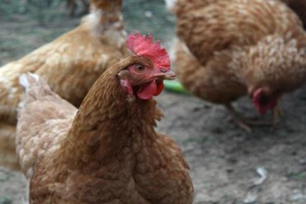 mirada de pollo