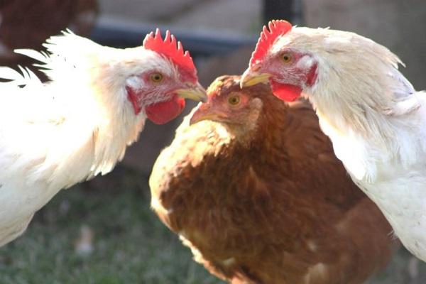 recolectando pájaros