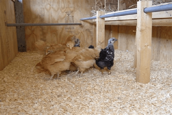 bedding in the chicken coop