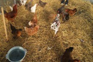 Types of bedding on the floor for a chicken coop and how to do it yourself for the winter