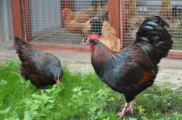 gallo con gallinas