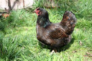 Descripción de la raza de pollo Barnevelder y cómo cuidar a las aves.