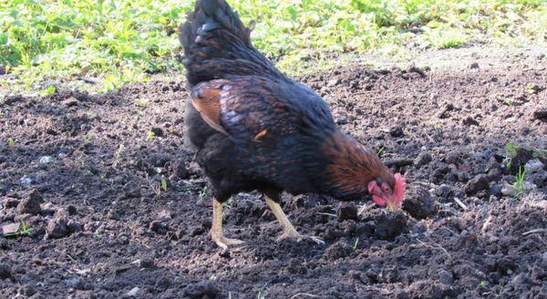 poulet dans la cour