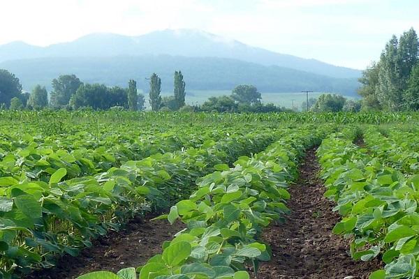 cabbage field