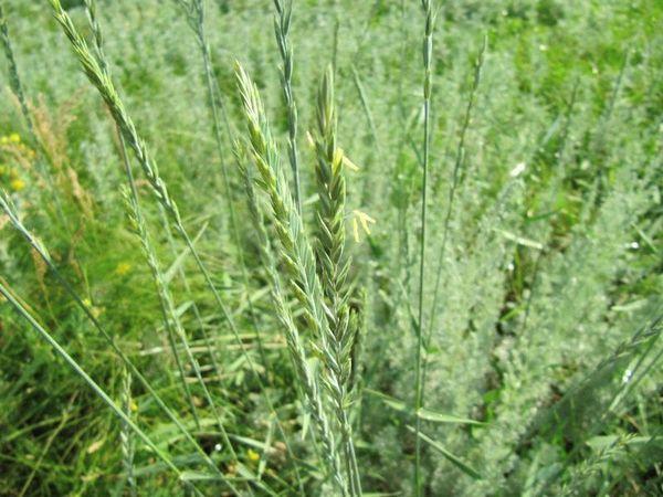 Creeping wheatgrass