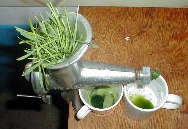 wheatgrass application