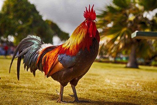 coq