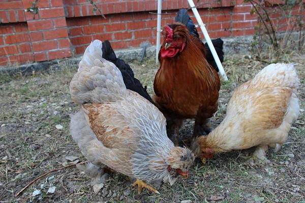 alimentation des oiseaux