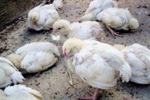 Symptoms and methods of treatment of salmonellosis in chickens, disease prevention