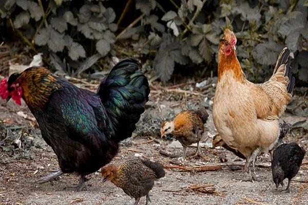 famille à la maison