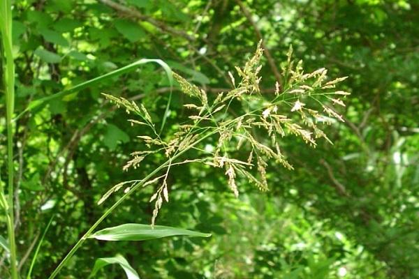 sorghum Aleppo