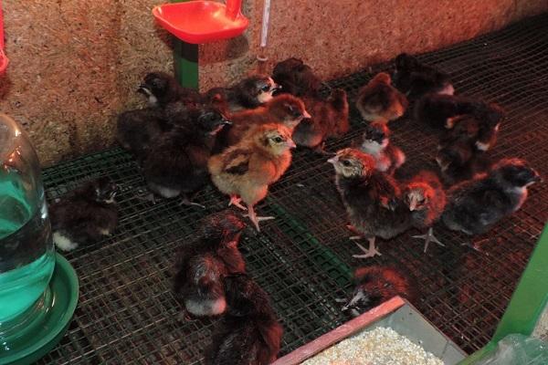 lighting in the chicken coop