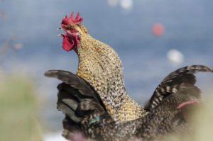 ¿Cuántos pollos necesitas por gallo para la fertilización?