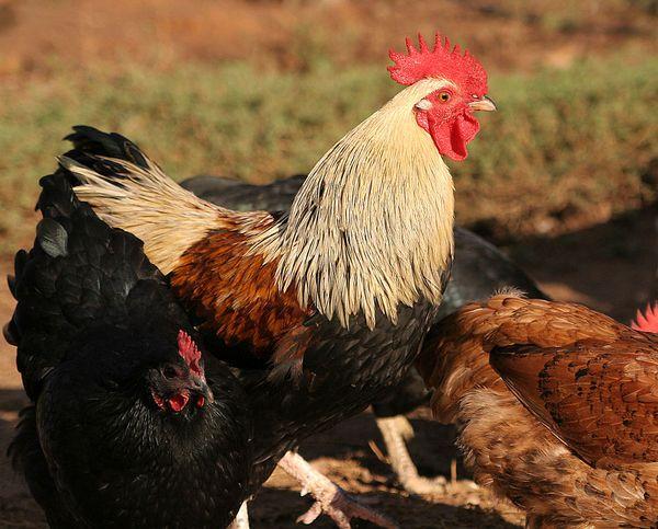 gallo para gallinas ponedoras