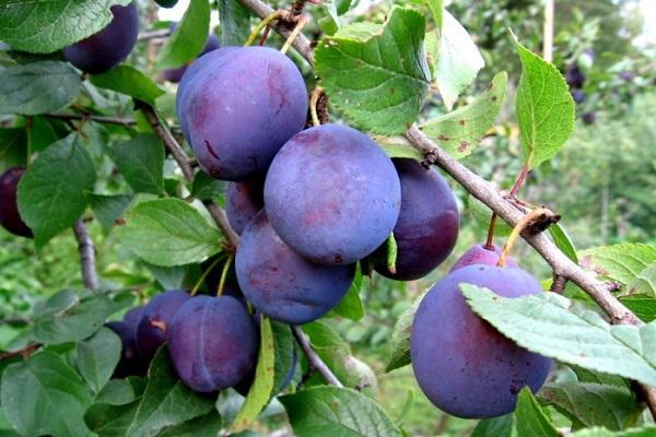 bayas en el árbol