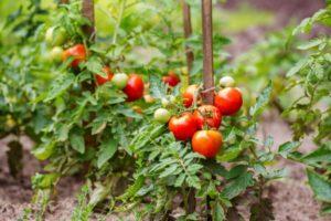 Arahan untuk penggunaan racun kulat untuk tomato dan kriteria pemilihan