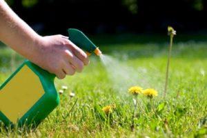 How to get rid of weeds on the lawn with selective and continuous herbicides