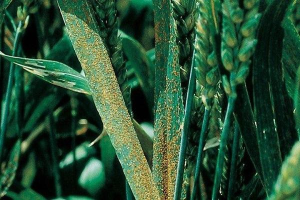 dwarf rust