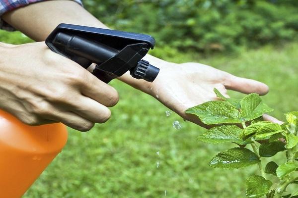 vaporiser sur une plante