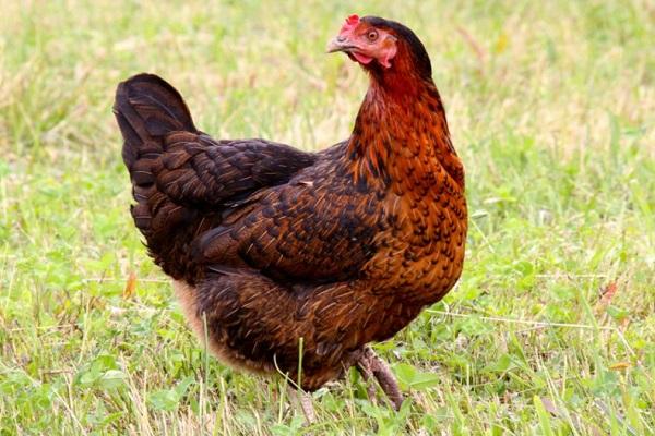 aves de corral caminando