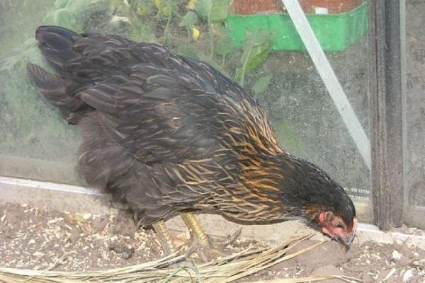 chick feeding