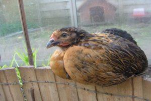 Description and features of keeping chickens of the Super Harko breed