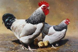 Description of Sussex chickens, rules of keeping and feeding