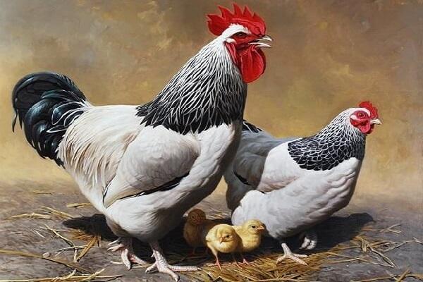 gallo y gallina