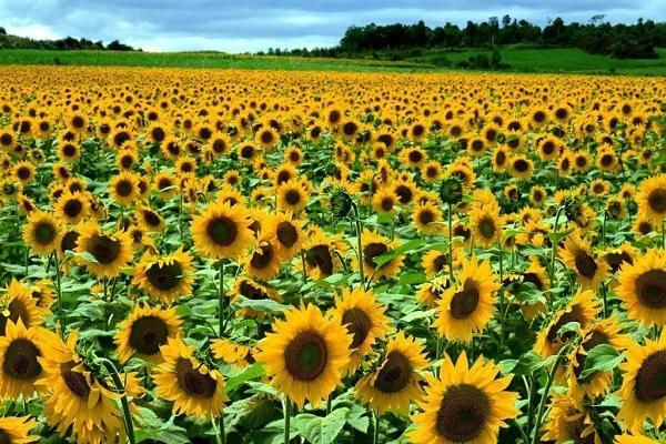 sunflower blooms