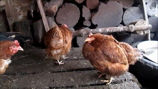 poulets malades