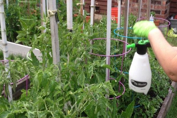 vaporiser sur les tomates