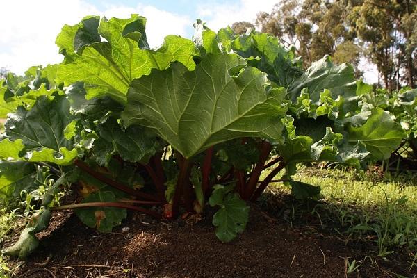 planta en el jardín