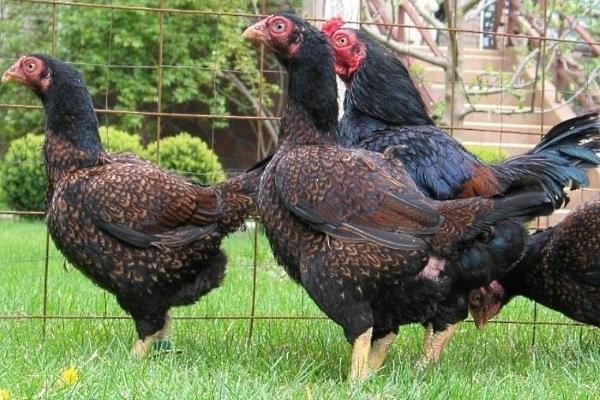 coruel chickens