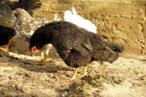 Causas y síntomas de la enfermedad de Marek en pollos, métodos de tratamiento.