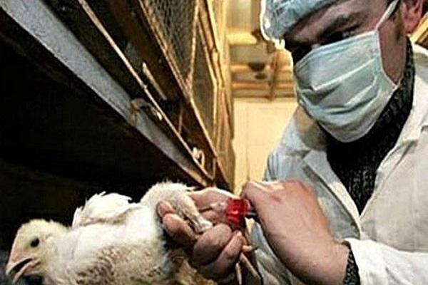 broiler vaccination