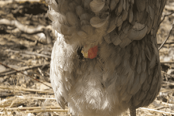 l'oiseau a un problème