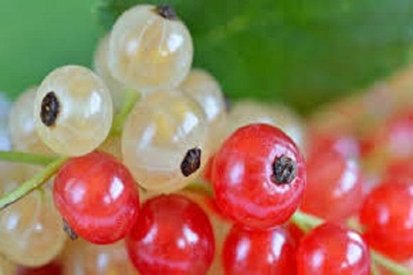 different berries