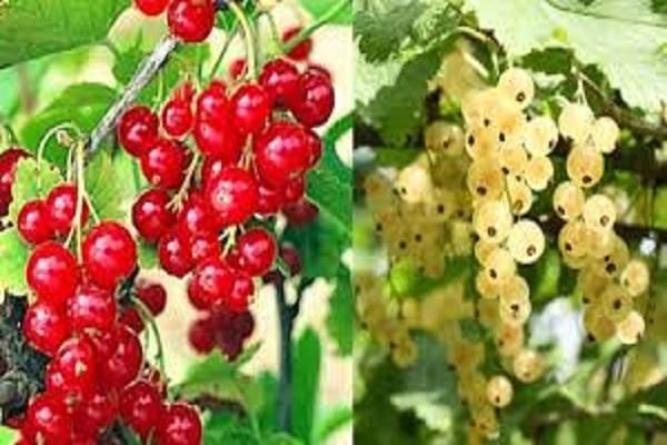 selection of currants