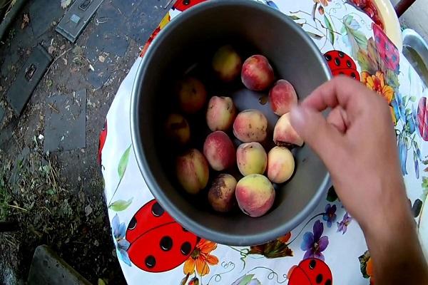 pêches dans un récipient