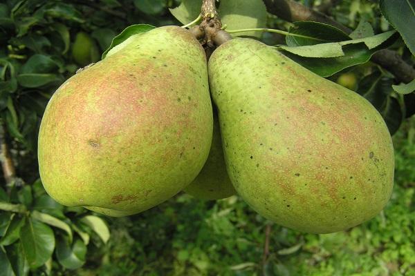 bayas en el árbol