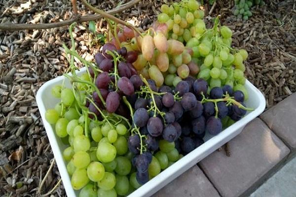 cortar uvas