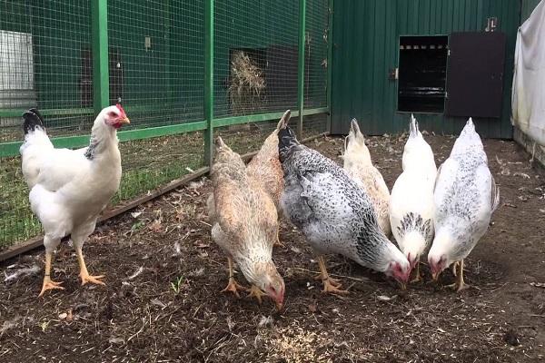 poultry breeding