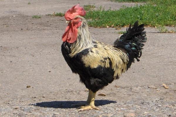 gallo solitario