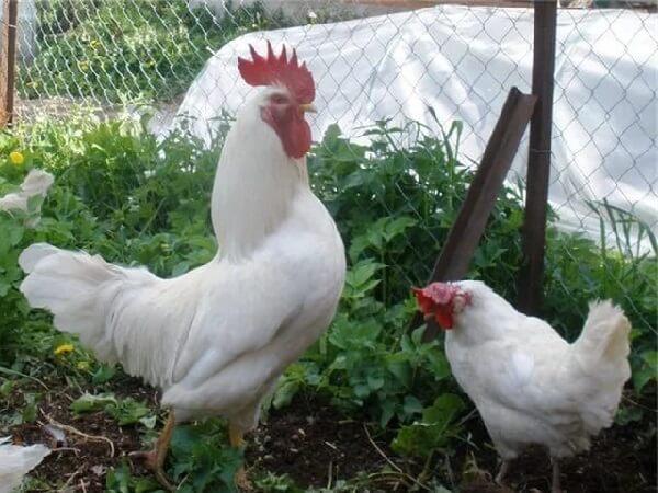 Race blanche russe de poulets