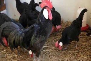 Characteristics and description of Minorca chickens, rules of keeping