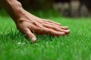 Penerangan rumput rumput yang memusnahkan rumpai dan cara menyemai kawasan tersebut