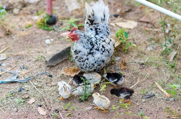 Poulets Bentamki